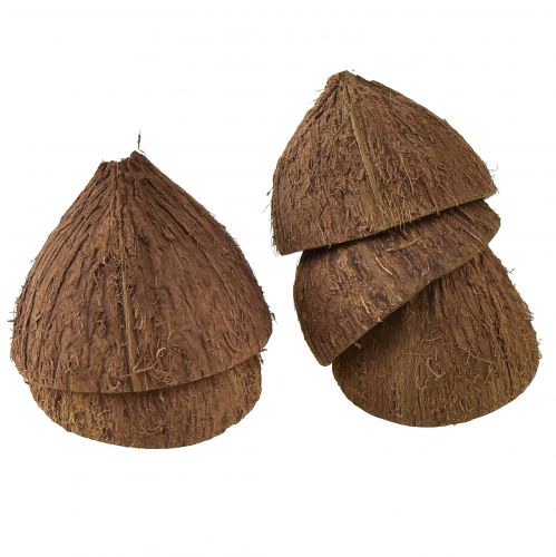 Floristik24 Ciotola in cocco decorazione mezze noci di cocco naturali Ø7-9cm 5 pz