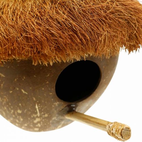 Floristik24 Cocco come nido, voliera da appendere, decorazione cocco Ø16cm L46cm
