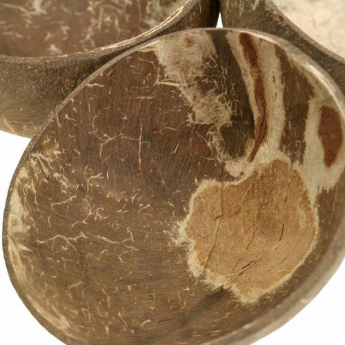 Floristik24 Ciotola decorativa in cocco naturale lucida 6 pz
