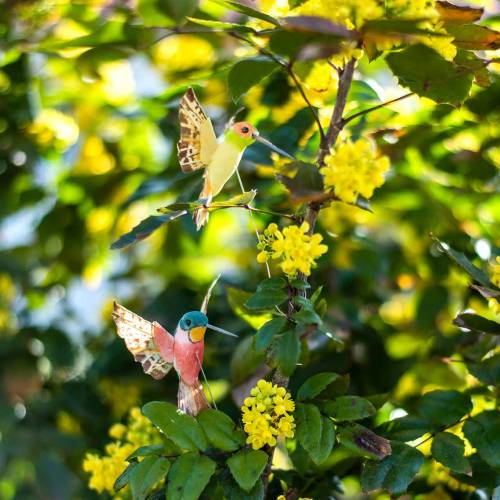 Floristik24 Colibrì con filo 5,5 cm L22 cm assortiti 12 pezzi