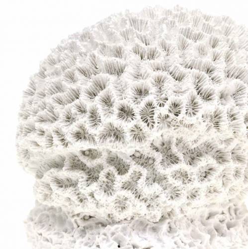 Prodotto Maritime Deco Coral Gesso Bianco Ø10cm 2pz