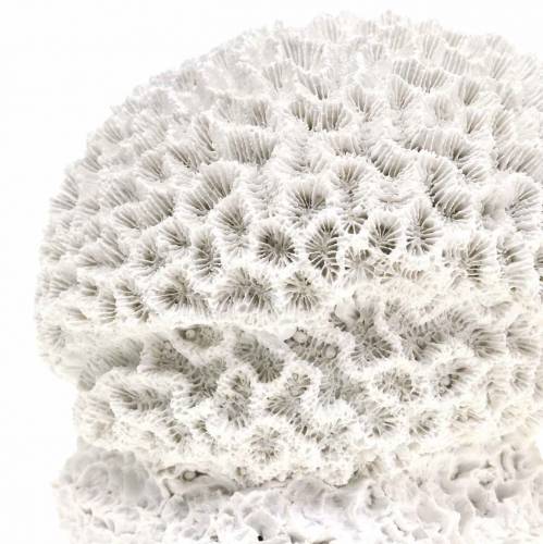 Floristik24 Maritime Deco Coral Gesso Bianco Ø10cm 2pz