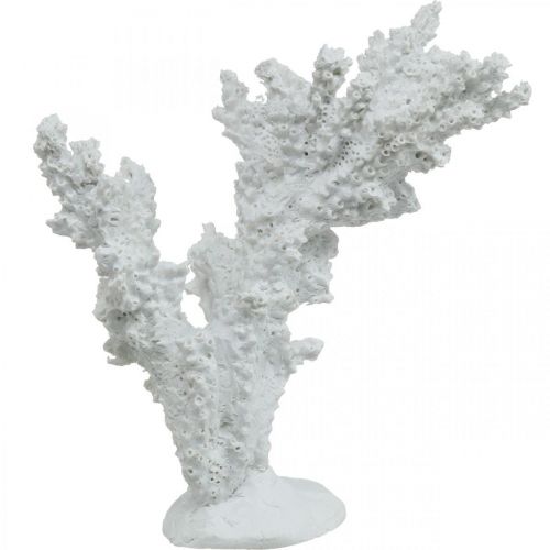 Floristik24 Decorazione marittima supporto per decorazione artificiale bianco corallo 11×12 cm