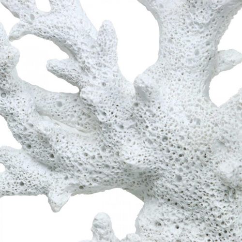 Floristik24 Decoro marittimo decoro estivo bianco corallo 14,5×14,5 cm