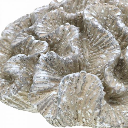 Prodotto Decoro marittimo corallo beige bianco artificiale polyresin 23x20cm