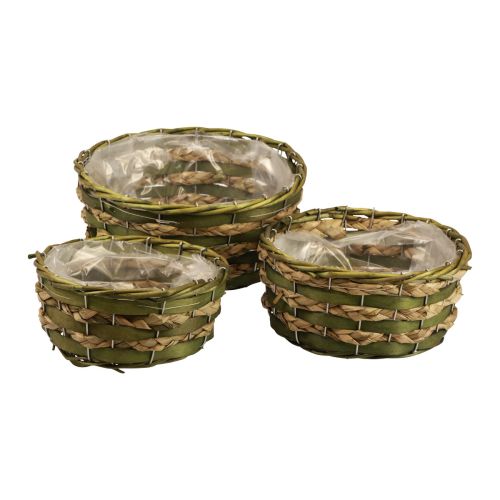 Floristik24 Cestino rotondo per piante intrecciato in legno verde Ø26/21/18 cm set di 3