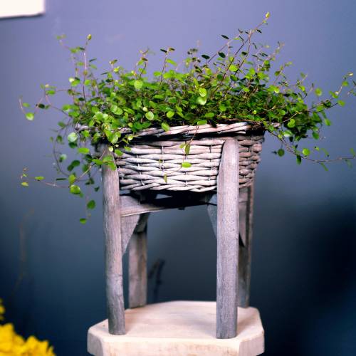 Floristik24 Ciotola in vimini con supporto in legno grigio, bianco lavato Ø40cm