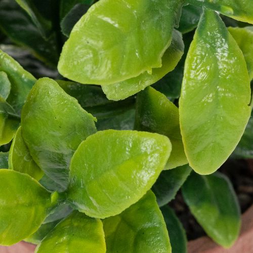 Prodotto Pianta artificiale in vaso con texture realistica per uso interno e decorazione, 18 cm, 3 pezzi