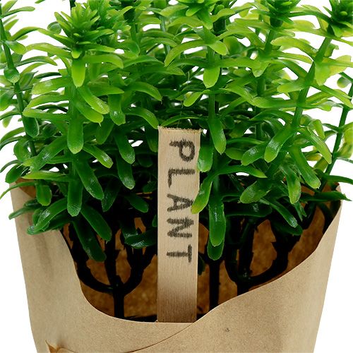 Floristik24 Erbe aromatiche in vaso 16cm verde