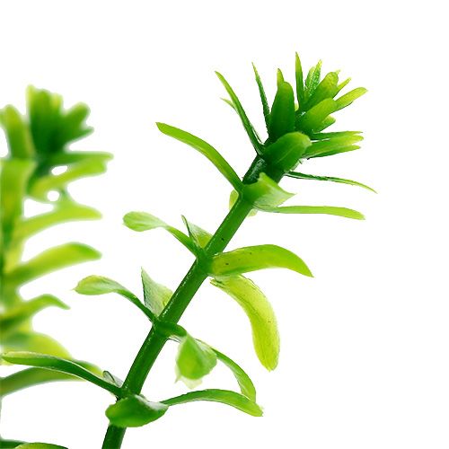 Floristik24 Erbe aromatiche in vaso 16cm verde