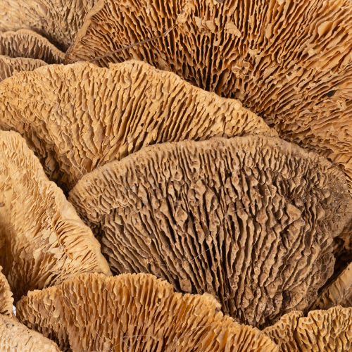 Ghirlanda di funghi per alberi, colore naturale, per decorazione di porte o pareti, 37 cm | Floristik24.it
