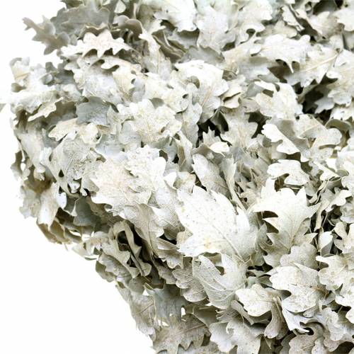 Floristik24 Corona di foglie di quercia lavate bianche Ø38cm