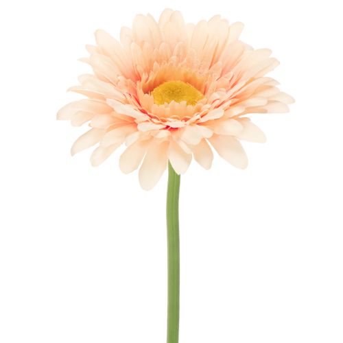 Gerbere artificiali color albicocca, 47 cm, 6 pezzi acquistare | Floristik24.it