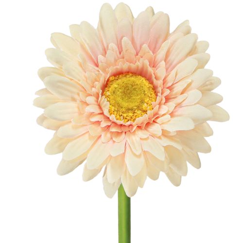 Fiori artificiali Gerbera Albicocca 47cm