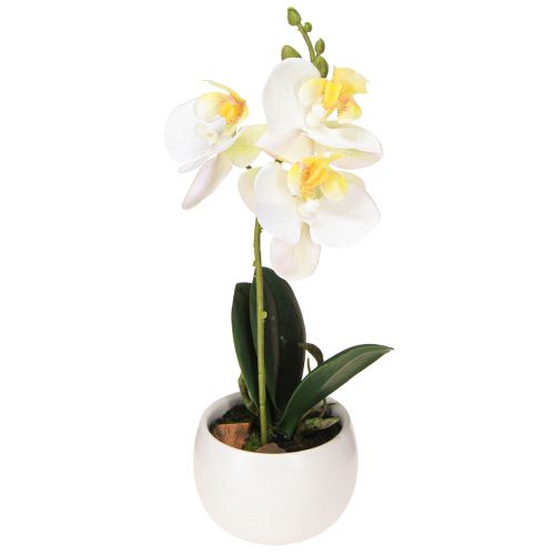 Floristik24 Orchidee artificiali in vaso mini orchidee bianche Ø7cm H22cm