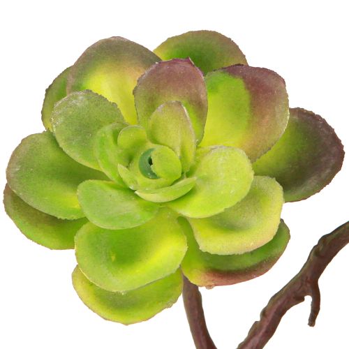 Prodotto Succulente artificiali con gambo verde viola assortite 32cm 2pz