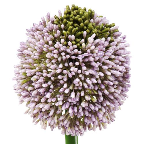 Prodotto Fiori artificiali Allium Purple Ø10cm L65cm