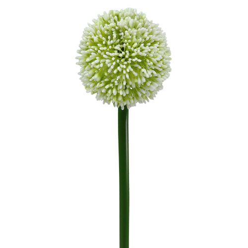 Floristik24 Allium artificiale bianco Ø10cm L65cm