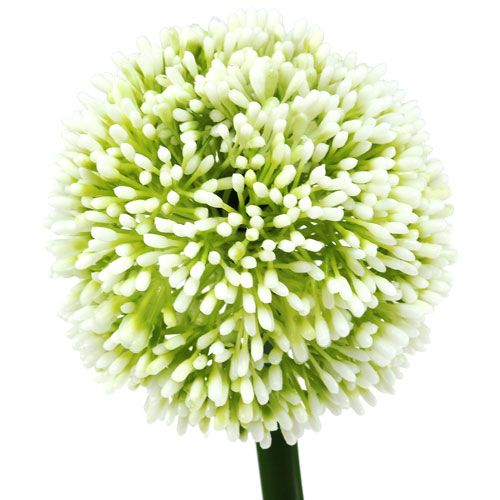 Prodotto Allium artificiale bianco Ø10cm L65cm