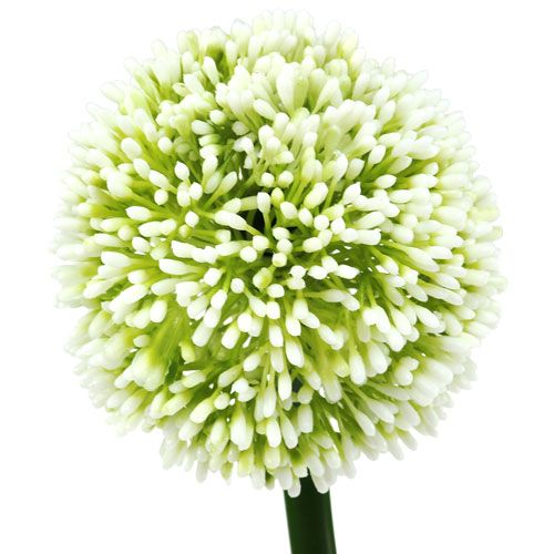 Floristik24 Allium artificiale bianco Ø10cm L65cm