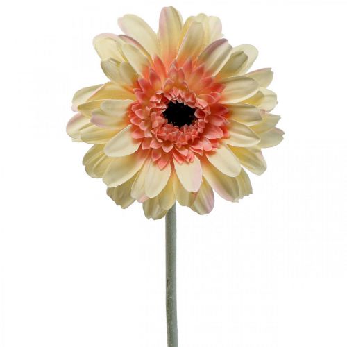 Floristik24 Gerbera artificiale fiore artificiale fiore albicocca Ø11cm L50cm