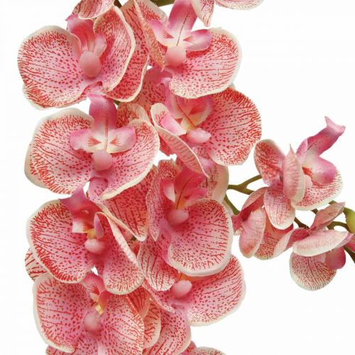 Prodotto Orchidee artificiali deco fiore artificiale orchidea rosa 71cm