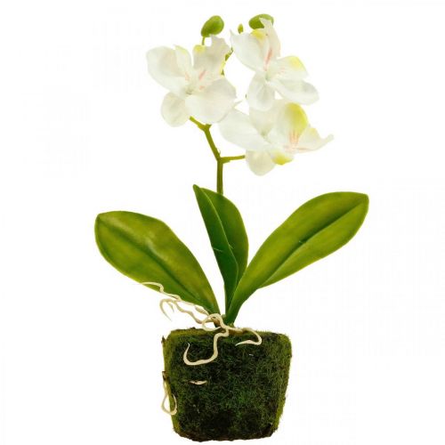 Floristik24 Orchidee artificiali Fiore artificiale orchidea bianco 20cm