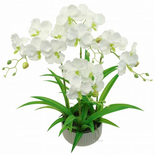 Floristik24 Orchidee artificiali fiori artificiali in vaso bianco 60 cm