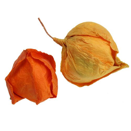 Prodotto Physalis artificiale sorta. 32st