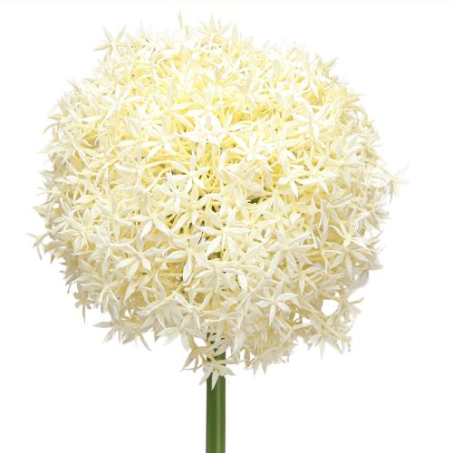 Prodotto Cipolla ornamentale bianca allium artificiale crema Ø18cm L90cm