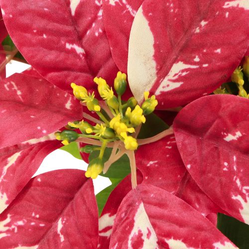 Prodotto Stella di Natale artificiale color crema rosso L35cm 6pz 2 mazzi