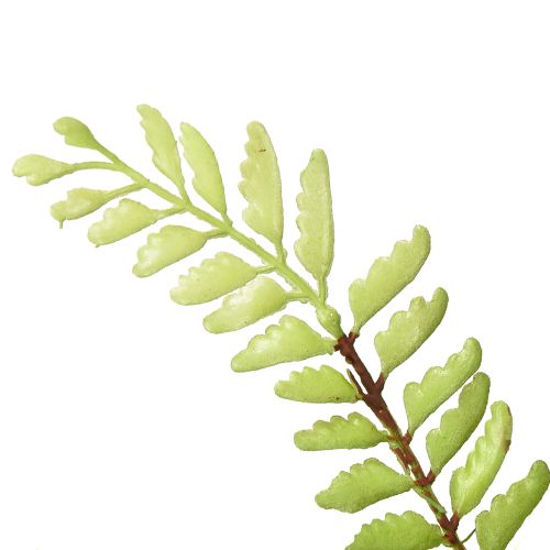 Prodotto Decorazione di felce artificiale felce artificiale pianta artificiale verde 42cm