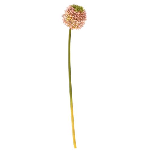 Prodotto Allium artificiale aglio ornamentale rosa verde Ø10cm L65cm
