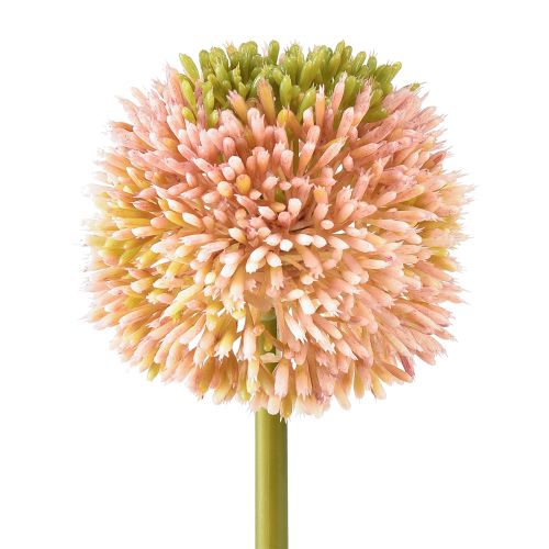 Allium artificiale aglio ornamentale rosa verde Ø10cm L65cm