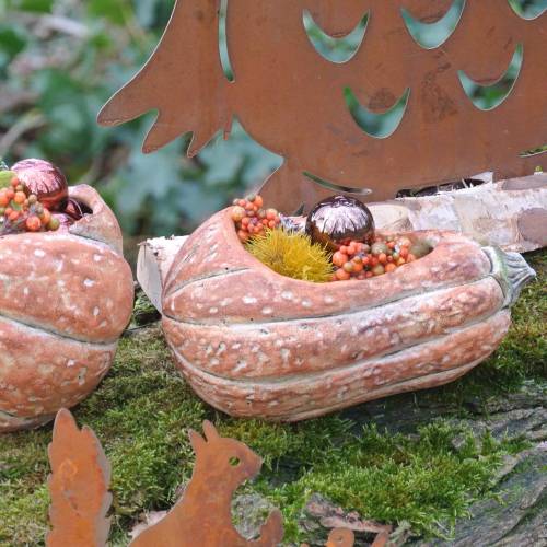 Floristik24 Zucca per piantare Arancio 28 × 15 × 14 cm