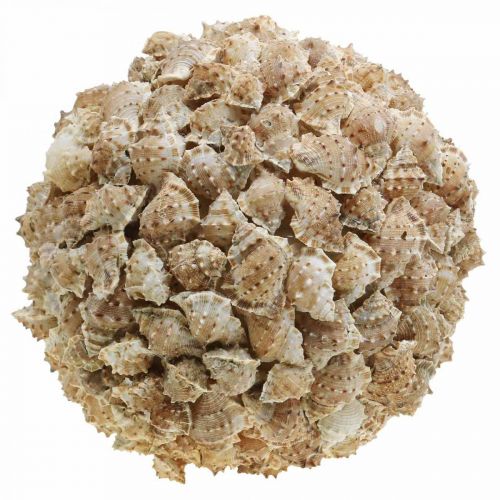 Floristik24 Deco ball lumache di mare decorazione della tavola decorazione naturale marittima Ø25cm