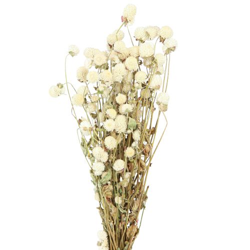 Floristik24 Globo Amaranto Gomphrena Globosa Crema Naturale L45cm 100g