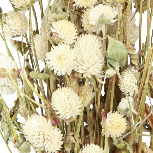 Floristik24 Globo Amaranto Gomphrena Globosa Crema Naturale L45cm 100g