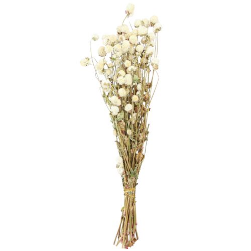 Floristik24 Globo Amaranto Gomphrena Globosa Crema Naturale L45cm 100g