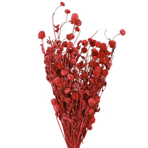 Prodotto Globo amaranto Gomphrena Globosa rosso brillante L45cm 100g