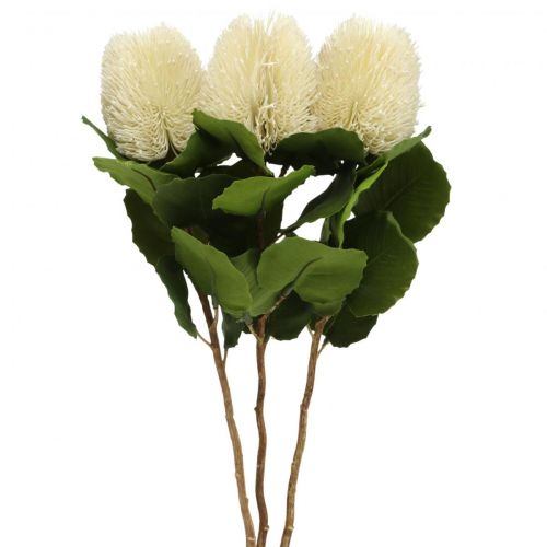 Floristik24 Fiori artificiali, Banksia, Proteaceae Bianco crema L58cm H6cm 3pz