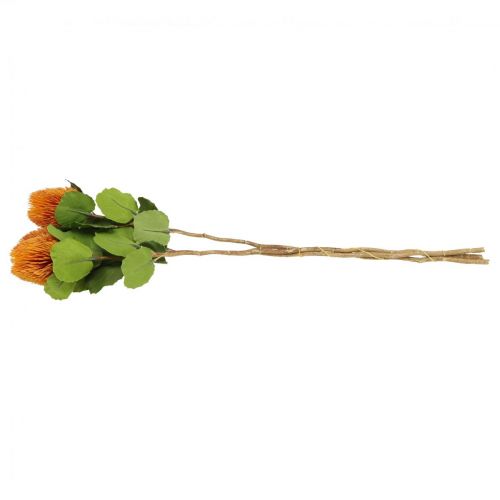 Floristik24 Fiori artificiali, Banksia, Proteaceae Arancione L58cm A6cm 3 pz