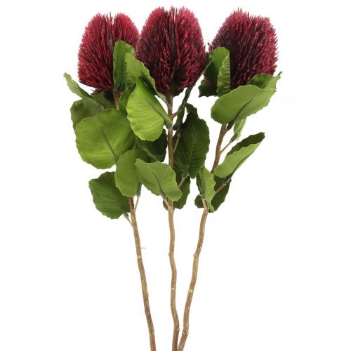 Floristik24 Fiori artificiali, Banksia, Proteaceae rosso vino L58cm A6cm 3 pezzi