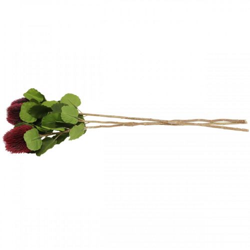 Floristik24 Fiori artificiali, Banksia, Proteaceae rosso vino L58cm A6cm 3 pezzi
