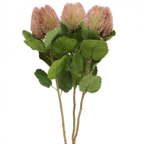 Floristik24 Banksia Proteaceae artificiale Bianco-Viola L58cm A6cm 3 pezzi