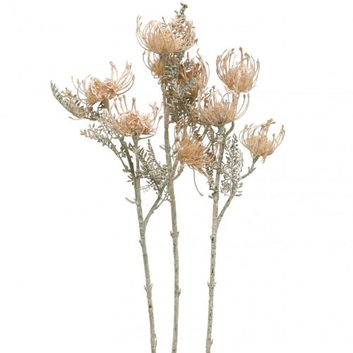 Fiori artificiali, fiore puntaspilli, Leucospermum, Proteaceae Washed White L58cm 3 pezzi