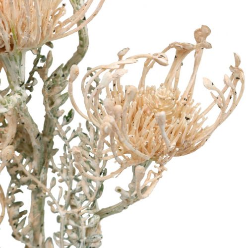 Prodotto Fiori artificiali, fiore puntaspilli, Leucospermum, Proteaceae Washed White L58cm 3 pezzi