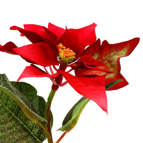 Floristik24 Fiori artificiali poinsettia rossa L73cm