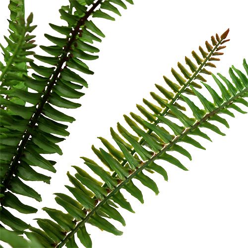 Floristik24 Felce artificiale felce verde scuro 45 cm