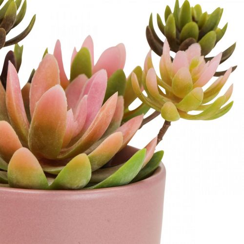 Floristik24 Piante artificiali in vaso piante grasse artificiali H13cm 3pz
